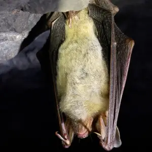 "Greater mouse-eared bat" - don't you love English animal names? :-)