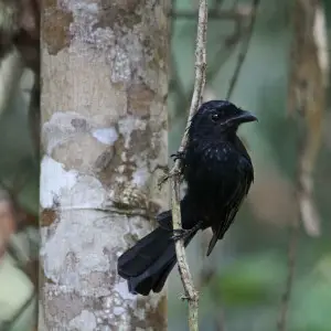 Greater Racket-tailed Drongo - juvenile