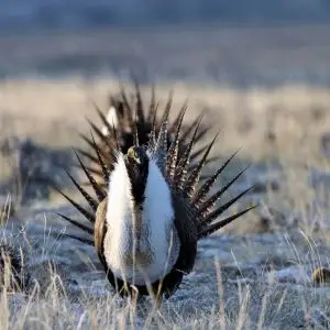 Greater sage-grouse
