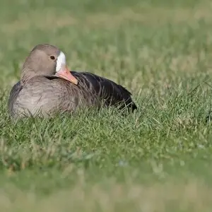 Greater White Fronted Goose resting in Fremont, CA.