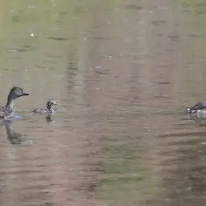 ARIZONA - BIRDS of SANTA CRUZ County