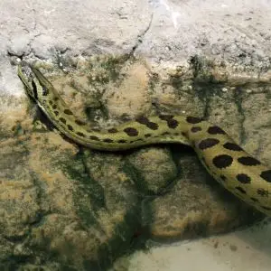 Green Anaconda (Eunectes murinus)