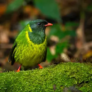 Gree-and-black Fruiteater - Colombia_S4E1819