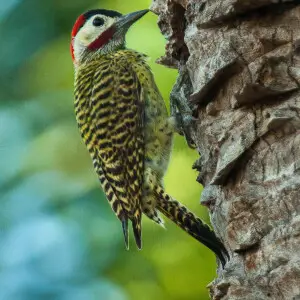 Green-barred Woodpecker - Pantanal_MG_9534