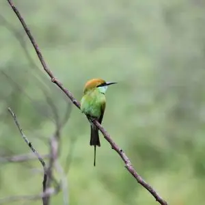 Green Bee-eater at Wasgamuwa