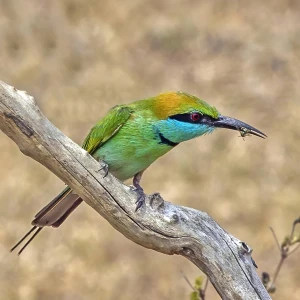 Green Bee-Eater photo