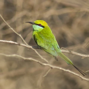 Green Bee-Eater photo