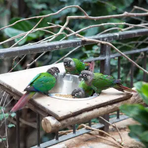 Green-Cheeked Conures (Parakeets)