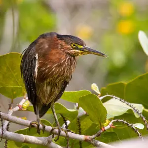Green Heron