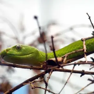 Green Mamba