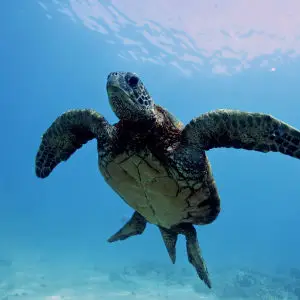 Green Sea Turtle - Facts, Diet, Habitat & Pictures on Animalia.bio