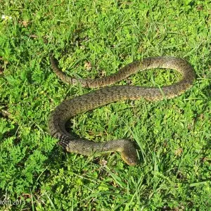 Green Water Snake, (Nerodia cyclopion)
Florida