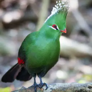 Knysna Turaco - Facts, Diet, Habitat & Pictures on Animalia.bio