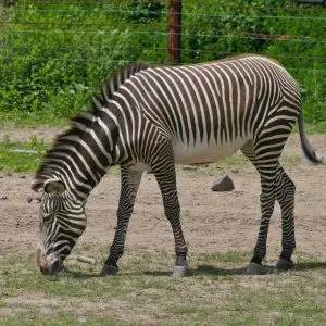 Grevy's Zebra #2