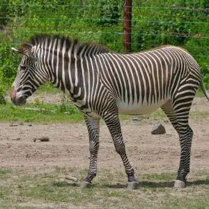 Grevy's Zebra #3