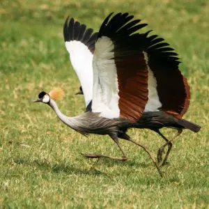 Grey-crowned Crane (Balearica regulorum)