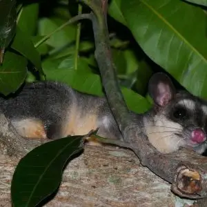 Grey Four-eyed Opossum (Philander opossum)