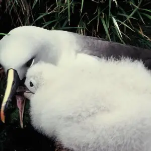 Grey-headed albatross, Campbell Island, New Zealand, 1996