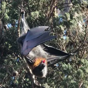 Grey-headed flying-fox