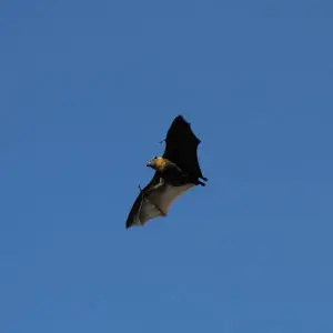 Grey-headed Flying-foxes