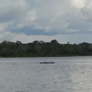Grey river dolphins
