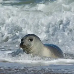Grey Seal (Halichoerus grypus), Horsey Beach