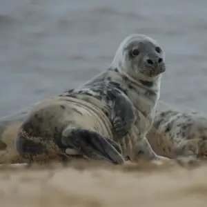 Grey Seal (Halichoeurus Grypus), Horsey Beach
