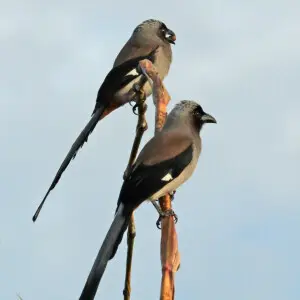 Grey treepies (Dendrocitta formosae himalayana) Pokhara, Nepal