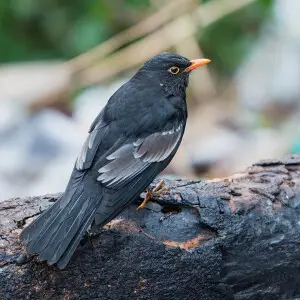 Grey-winged Blackbird (Trudus boulboul) is a Himalyan species and migrates to the North Eastern India also. This one seen near Chamfi, Uttarakhand.