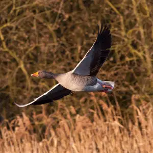 Greylag Goose at RSPB Fowlmere
