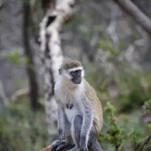 Grivet Monkey, Ethiopia