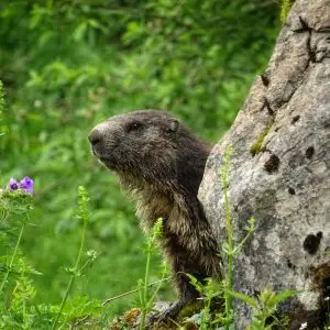 Groundhog / Murmeltier (Alpenmurmeltier, marmota marmota) in the national park Berchtesgaden