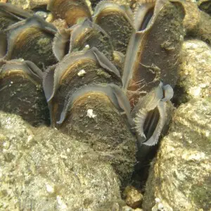 Freshwater pearl mussel (Margaritifera margaritifera),  Swedish "Flodp?rlmussla", from the river Navar?n, V?sternorrland, Sweden.