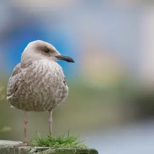Gråtrut / European Herring Gull