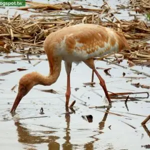 白鶴(Grus leucogeranus#Siberian Crane)