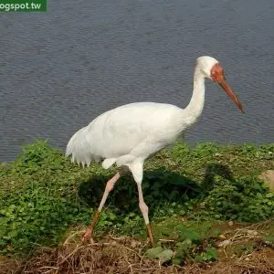 白鶴(Grus leucogeranus#Siberian Crane)