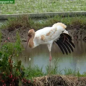 白鶴,雪鶴(Grus leucogeranus#Siberian Crane)