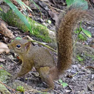 Brazilian squirrel (Caxinguele) on the ground