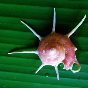 Photo of apical view of the shell of Yoka Star Turban Guildfordia yoka.
