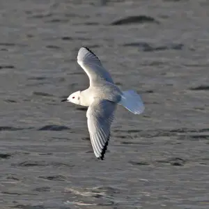 ARIZONA - BIRDS of SANTA CRUZ County