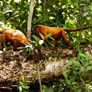 Guyanan red howler (Alouatta macconnelli) in French Guyana