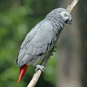 African Grey Parrot photo