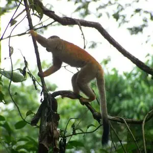 Central American Squirrel Monkey photo