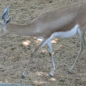 Dorcas Gazelle photo