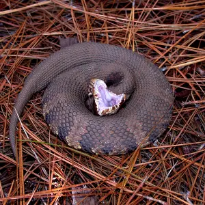 Water Moccasin photo