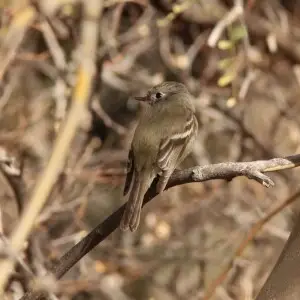 Hammond's Flycatcher, lower Florida Canyon, AZ, 21 Feb 2015