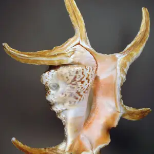 Harpago chiragra (Linnaeus, 1758) - chiragra spider conch shell, apertural view (22.5 cm tall), modern (latest Holocene).  Note the large, rounded drill hole (1.3 cm diameter) near the left margin of the shell.  The boring hasn?t penetrated through the th