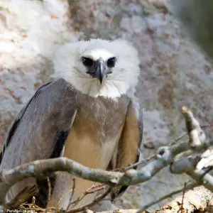 Harpy eagle chick stare - Jeff Cremer