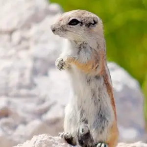 Harris's antelope squirrel