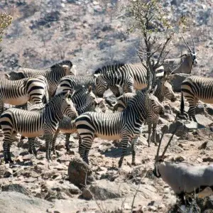Hartmann zebras, Hobatere Private Reserve, west of Etosha National Park